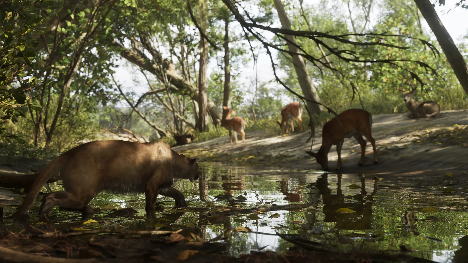 A cougar creeping along a muddy stream bank toward deer drinking at the water's edge in a forest